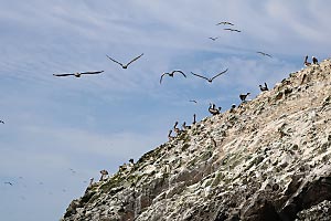 Part of an ballestas island, Peru. There are many birds in the picture.